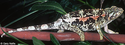 Yellow-crested Jackson's Chameleon