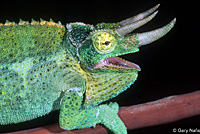 Yellow-crested Jackson's Chameleon