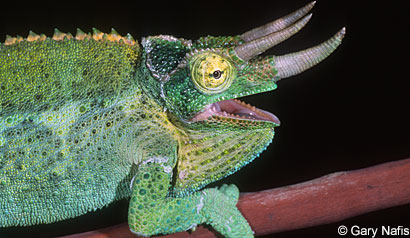 Yellow-crested Jackson's Chameleon