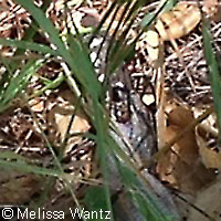 San Diego Alligator Lizard