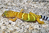 Peninsular Banded Gecko