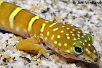 Peninsular Banded Gecko