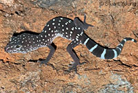 San Diego Banded Gecko