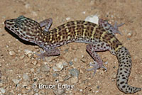 Peninsular Banded Gecko