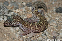 Peninsular Banded Gecko