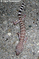 Peninsular Banded Gecko