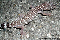 Peninsular Banded Gecko