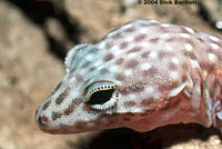 Peninsular Banded Gecko