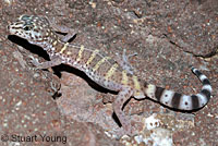 Peninsular Banded Gecko