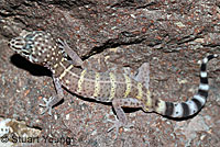 Peninsular Banded Gecko