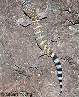 Peninsular Banded Gecko