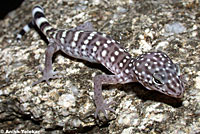 Peninsular Banded Gecko