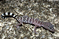 Peninsular Banded Gecko