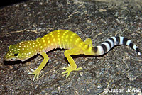 Peninsular Banded Gecko