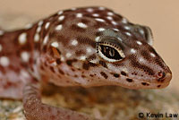 Peninsular Banded Gecko