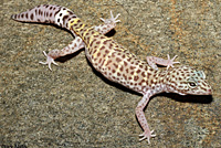 Peninsular Banded Gecko