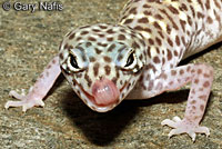 Peninsular Banded Gecko