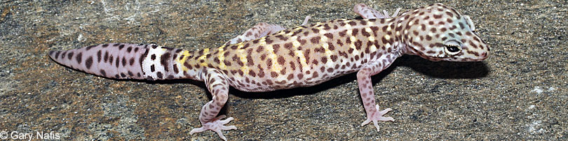 Peninsular Banded Gecko