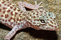 Peninsular Banded Gecko