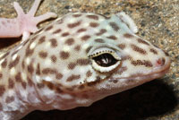 Peninsular Banded Gecko