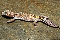 Peninsular Banded Gecko