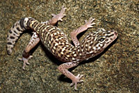 Peninsular Banded Gecko