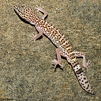 Peninsular Banded Gecko