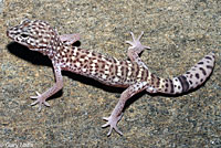 Peninsular Banded Gecko