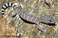 Peninsular Banded Gecko