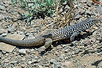 California Whiptail