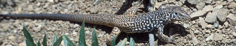 California Whiptail