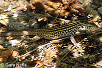 California Whiptail