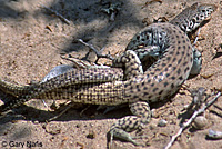 Coastal Whiptail