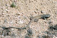 Great Basin Whiptail