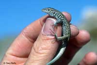 Great Basin Whiptail