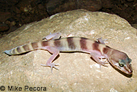 San Diego Banded Gecko