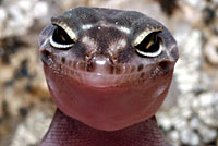 San Diego Banded Gecko