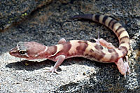 San Diego Banded Gecko