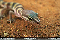 San Diego Banded Gecko