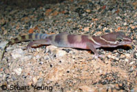 San Diego Banded Gecko