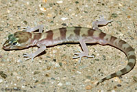 Desert Banded Gecko