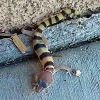 Desert Banded Gecko