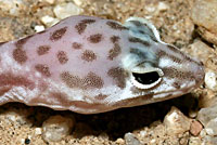 Desert Banded Gecko