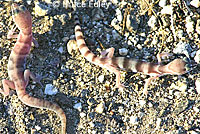 Desert Banded Gecko