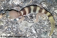 San Diego Banded Gecko