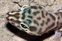 Desert Banded Gecko