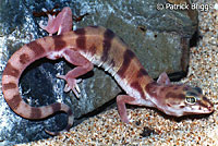 Desert Banded Gecko