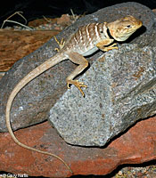 Baja California Collared Lizard