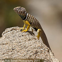 Baja California Collared Lizard