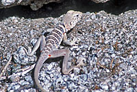 Baja California Collared Lizard